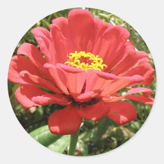 Red Zinnia Stickers (Voorkant)