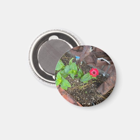 Red Zinnia with Rusty Objects Magnet (Recto/Verso)
