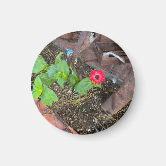 Red Zinnia with Rusty Objects Magnet Magneet