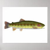 Redband-forel Poster (Voorkant)