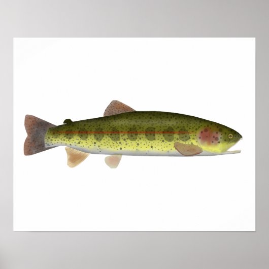 Redband-forel Poster (Voorkant)