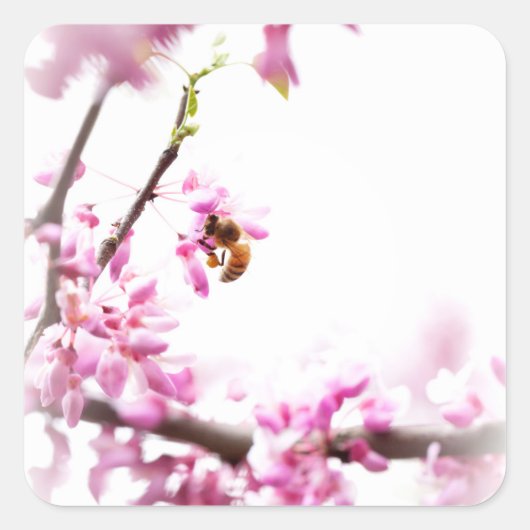 Redbud en honingbijen in Springtime Vierkante Sticker (Voorkant)