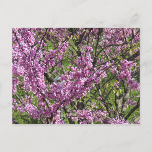 Redbud in Full Bloom Briefkaart