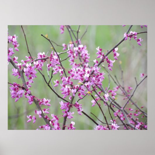 Redbud in het Pokagon State Park Poster (Voorkant)