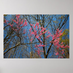 Redbud Tree (Cercis) die in de lente bloeien Poster