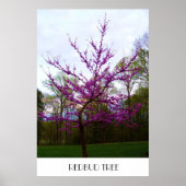 REDBUD TREE poster (Voorkant)