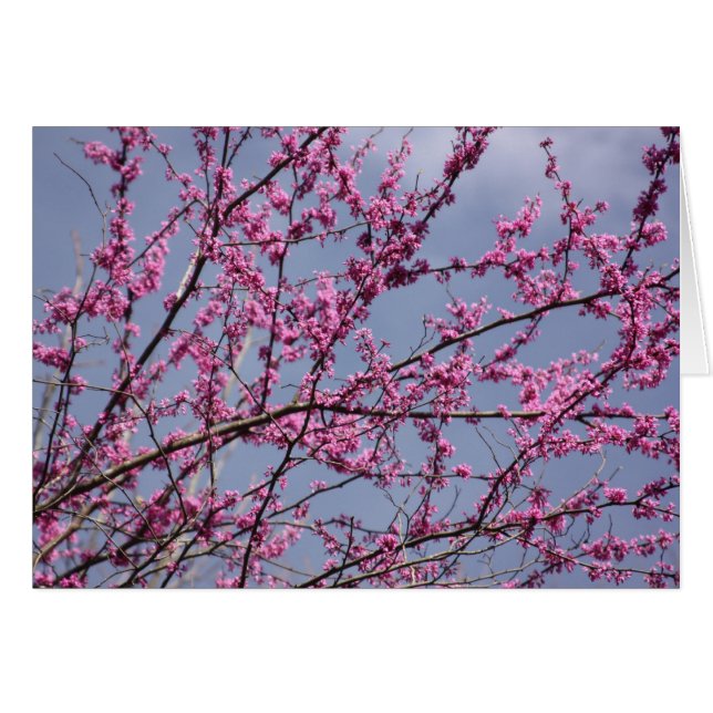 Redbuds (Devant Horizontal)