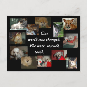 Redde honden briefkaart