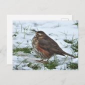 Redding Briefkaart (Voorkant / Achterkant)