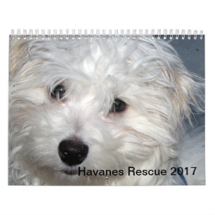 Redding Havanese Pups 2014 Agenda Kalender