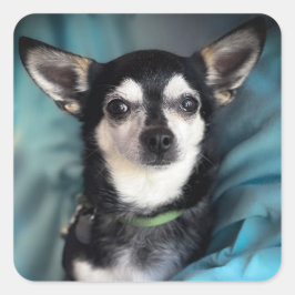 Reddingshond Chihuahua Classic Vierkante Sticker