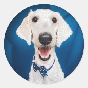 Reddingshond Poodle Classic Ronde Sticker