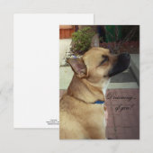 Reddingshonden 3,5" x 5" platte bedankkaart (Voorkant / Achterkant)