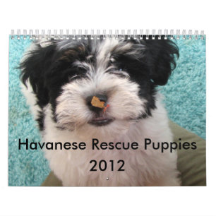 Reddingsprogramma voor Havanna Puppies 2012 Kalender