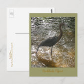 Reddish Egret Briefkaart (Voorkant / Achterkant)