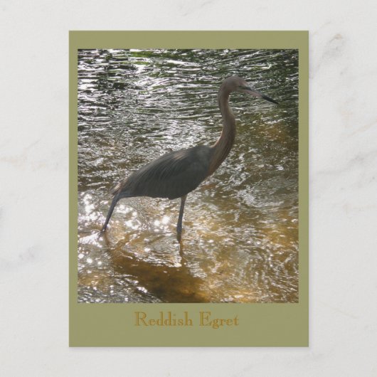 Reddish Egret Briefkaart (Voorkant)