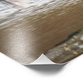 Reddish Egret Foto Afdruk (Hoek)