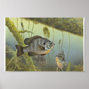 Redear Sunfish Poster