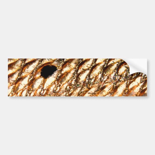 "Redfish" - rode drum door PatternWear© Bumpersticker (Voorkant)