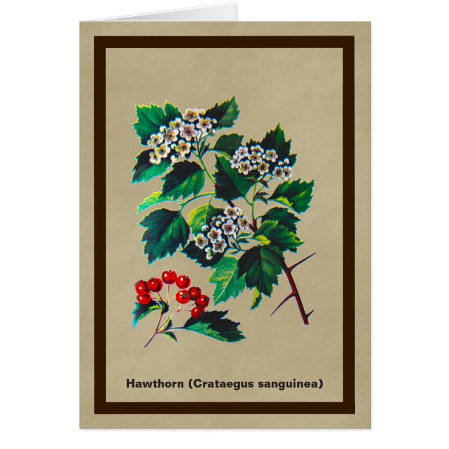 Redhaw Hawthorn op oud papier (Voorkant)