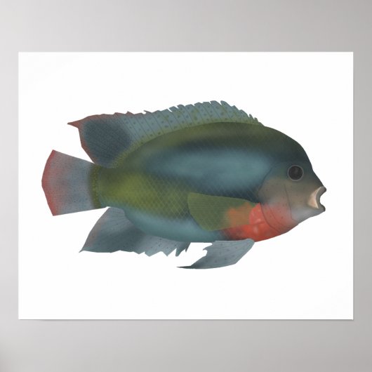 Redhead Cichlid Poster (Voorkant)