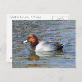 Redhead Drake Briefkaart (Voorkant / Achterkant)