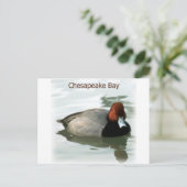 Redhead Duck Briefkaart (Staand voorkant)