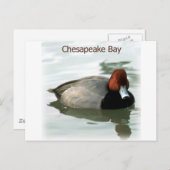 Redhead Duck Briefkaart (Voorkant / Achterkant)