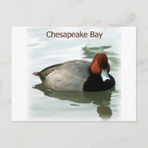 Redhead Duck Briefkaart