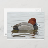 Redhead Duck Drake Briefkaart (Voorkant / Achterkant)