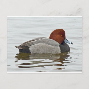 Redhead Duck Drake Briefkaart