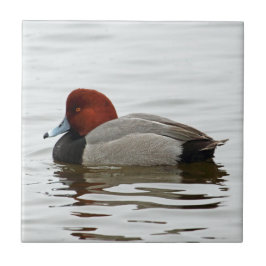 Redhead Duck Drake - Quiet Winter Morning Tegeltje