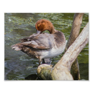 Redhead Duck Print Photo Foto Afdruk