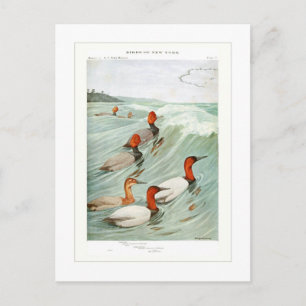 Redhead- en Canvasback-eenden Briefkaart
