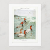 Redhead- en Canvasback-eenden Briefkaart (Voorkant)