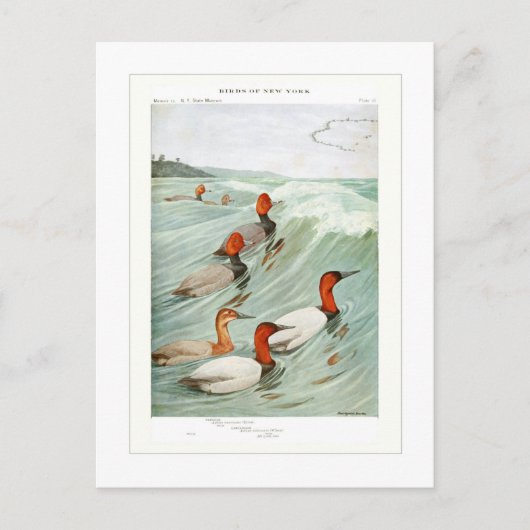 Redhead- en Canvasback-eenden Briefkaart (Voorkant)