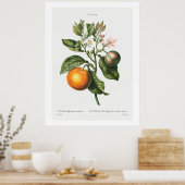 REDOUTÉ "BITTER ORANJE" BOTANISCH POSTER (Keuken)