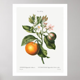 REDOUTÉ "BITTER ORANJE" BOTANISCH POSTER