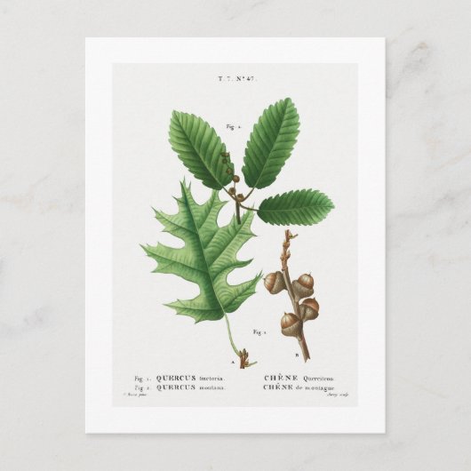 REDOUTÉ BOTANICAL "BLACK OAK" BRIEFKAART (Voorkant)