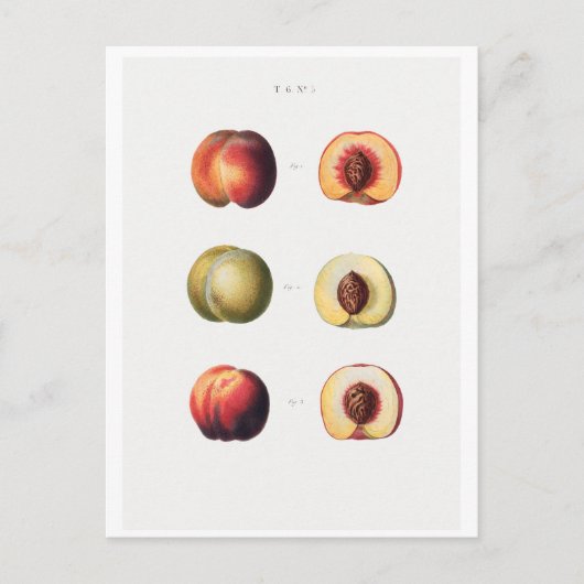 REDOUTÉ BOTANICAL BRIEFKAART (Voorkant)