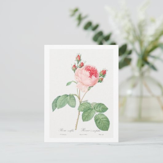 REDOUTÉ BOTANICAL "CABBAGE ROOS" BRIEFKAART (Staand voorkant)