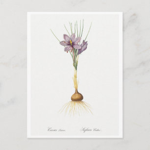REDOUTÉ BOTANICAL "CROCUSS" BRIEFKAART