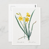 REDOUTÉ BOTANICAL "DAY LILY" BRIEFKAART (Voorkant / Achterkant)