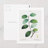 REDOUTÉ BOTANICAL "EARED WILLOW" BRIEFKAART (Voorkant / Achterkant)