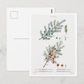 REDOUTÉ BOTANICAL "GEMEENSCHAPPELIJKE JUNIPER" BRI BRIEFKAART (Voorkant / Achterkant)