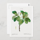 REDOUTÉ BOTANICAL "MAGNOLIA" BRIEFKAART (Voorkant / Achterkant)