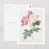 REDOUTÉ BOTANICAL "ROSEBUSH" BRIEFKAART (Voorkant / Achterkant)