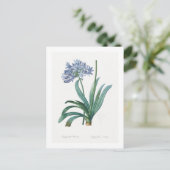 REDOUTÉ CARTE POSTALE BOTANIQUE "LILY OF NILE" (Debout devant)
