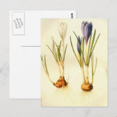 Redoute Crocus Briefkaart (Voorkant / Achterkant)