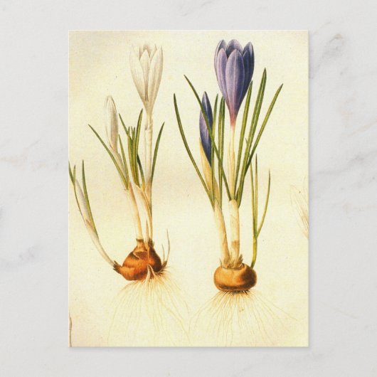 Redoute Crocus Briefkaart (Voorkant)